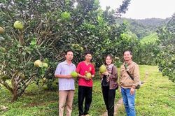 Gia Lai: Đặt mục tiêu có hơn 800 hợp tác xã hoạt động vào năm 2026