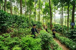 Cần tháo gỡ 'khoảng trống' quản lý hơn 3 triệu ha rừng do UBND cấp xã quản lý