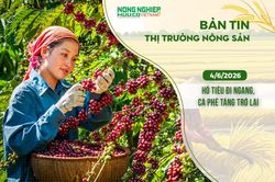 Thị trường nông sản 4/6/2026: Hồ tiêu đi ngang, cà phê tăng trở lại