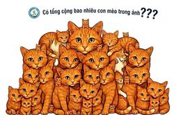 Có bao nhiêu con mèo trong bức ảnh 'hoa mắt' này?