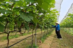 Phú Xuyên: Sắc xanh những khu vườn hộ
