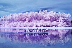 Hòn đảo nơi người dân hầu hết đều bị mù màu: Mọi chuyện bắt đầu vào năm 1775