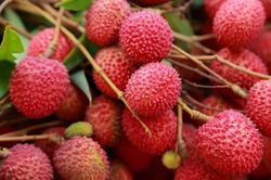 4 nhóm người không nên ăn nhiều quả vải