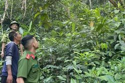 Tái thả khỉ mặt đỏ quý hiếm về rừng Pù Hoạt
