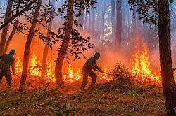 Liên tiếp 2 vụ cháy rừng, nhà dân ở Huế