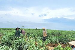Xăng E10 và cơ hội cho ngành sắn