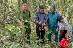 1 người dân ở Khánh Hòa bắt gặp con tê tê trên đường đi làm rẫy