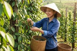 Giá hồ tiêu hôm nay 5.6: Đồng loạt tăng 1.000 đồng/kg trên cả nước
