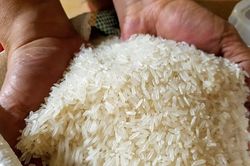 Tin tức kinh tế ngày 5/6: 90% gạo xuất khẩu là gạo chất lượng cao, phát thải thấp