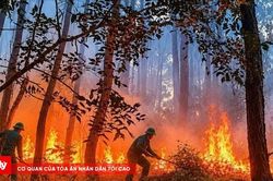 Liên tiếp cháy rừng, cháy nhà dân ở An Cựu giữa đợt nắng nóng