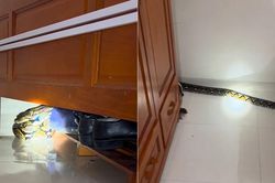 Người đàn ông Khánh Hòa giật mình thấy trăn dài 3m nấp gầm giường lúc 1h sáng
