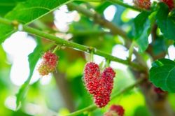 Loại lá cây là 'khắc tinh' của bệnh tiểu đường