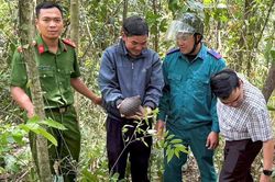 Tiếp nhận, thả cá thể tê tê quý hiếm đi lạc trở lại rừng