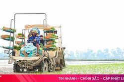 Hà Tĩnh kiến tạo những 'bể hấp thụ carbon' cho tương lai bền vững