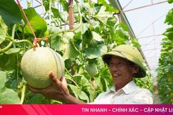 Những vườn dưa lưới trĩu quả ở xã Toàn Lưu