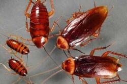 Australia: Thu giữ hơn 100.000 con gián ngoại lai