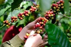 Giá nông sản ngày 5/6: Giá cà phê đảo chiều lao dốc, hồ tiêu giữ xu hướng ổn định