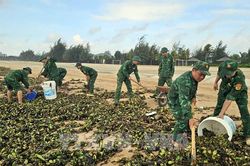 Lục bình và rác thải đại dương phủ kín bãi biển Hồ Tràm