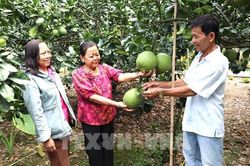 Nâng chất nông sản để chinh phục thị trường khó tính
