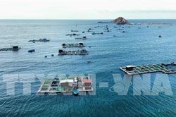 Ngành tôm trước áp lực chất lượng giống và bài toán tăng trưởng