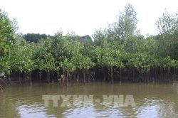 Trồng thêm hơn 4.000 cây đước để Cà Mau ứng phó sạt lở