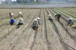 'Đòn bẩy' để nông nghiệp phát triển