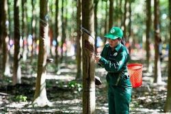 Cổ phiếu GVR diễn biến ra sao trước khi công bố thông tin không đủ điều kiện công ty đại chúng?