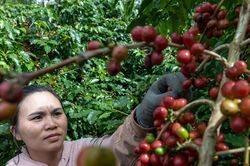 Giá cà phê hôm nay 5/6/2026 dao động 85.300 - 86.000 đồng/kg