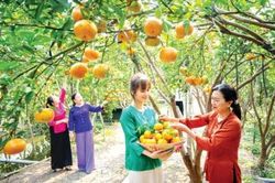 Đồng Tháp - Miền trái ngọt vươn xa