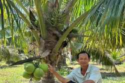 Ph&aacute;t triển c&acirc;y dừa hữu cơ: Hướng đi bền vững cho n&ocirc;ng d&acirc;n