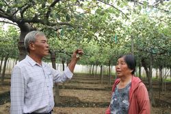 Kỷ niệm 85 năm Ngày truyền thống Người cao tuổi Việt Nam (6-6-1941 - 6-6-2026): Những 'cây cao bóng cả'
