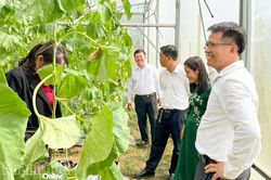 Xã Suối Dầu: Ra mắt Tổ hội Nông dân nghề nghiệp 'Trồng dưa lưới trong nhà kính'
