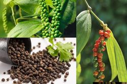 Tiềm năng phát triển thị trường cây hồ tiêu: Cơ hội bứt phá giai đoạn mới