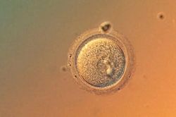 Lần đầu tiên chỉnh sửa gene phôi người với độ chính xác chưa từng có