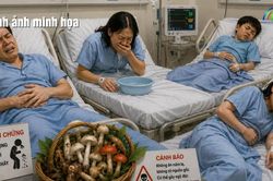 Cảnh báo ngộ độc nấm hái ở rừng thông