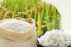 Giá lúa gạo ngày 5/6: Thị trường nội địa đi ngang, gạo Jasmine tăng 1.000 đồng/kg