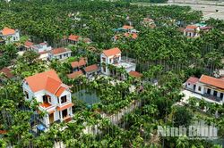 Nghề trồng cau ở Hải Anh