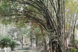 Tìm lại hương xưa