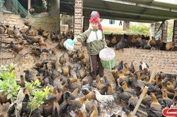 Phát triển chăn nuôi hiệu quả, bền vững