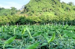 Mô hình Chuối tiêu hồng Soi Tiên