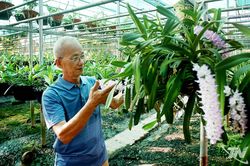 Về 'thủ phủ hoa lan' Trung Thần