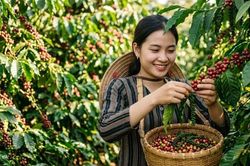 Giá cà phê quay đầu giảm, hồ tiêu tăng