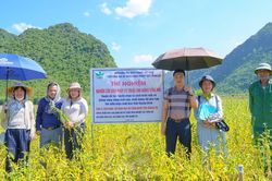 Nhiều giống vừng triển vọng thích nghi tốt với điều kiện sản xuất ở Quảng Trị
