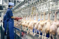 TP.HCM hiện đại hóa toàn diện cơ sở giết mổ động vật vào năm 2030