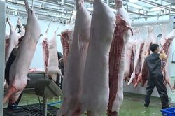 TP.HCM hiện đại hóa toàn diện cơ sở giết mổ động vật vào năm 2030