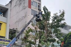 TP. Hồ Chí Minh: Bảo đảm an toàn cây xanh mùa mưa bão