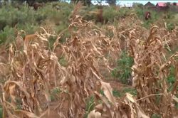 El Nino đe dọa nghiêm trọng an ninh lương thực tại châu Á