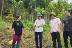 Kiểm tra mô hình liên kết trồng cây Quế tại Minh Khai và Canh Tân