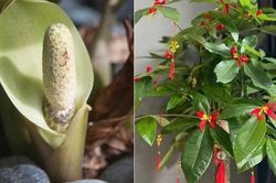 5 loại cây cảnh hiếm khi nở hoa, một khi đã nở hoa là điềm báo: Gia chủ cần chuẩn bị