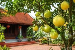 Trồng cây bưởi trước nhà phong thủy có tốt không?